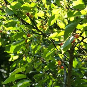 Meet your Posher, Charis